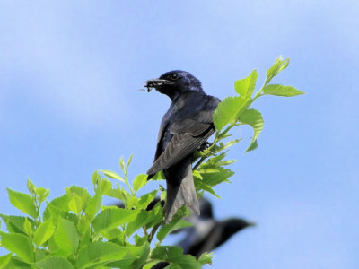 Purple Martin (male)