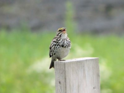 Savannah Sparrow