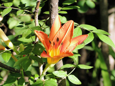 Day Lily (Hemerocallis fulva)