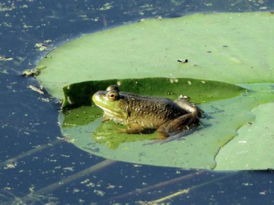 Bullfrog (Lithobates catesbeiana)