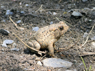 American Toad (Bufo americanus)