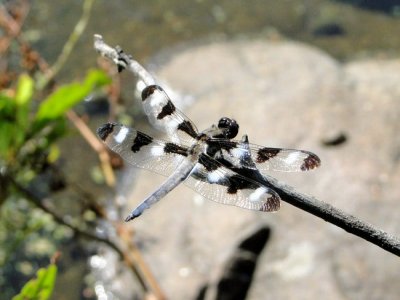 Twelve-spotted Skimmer (Libellula pulchella)