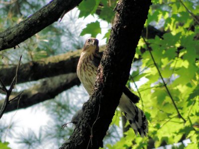 Juvenile Cooper's Hawk with prey