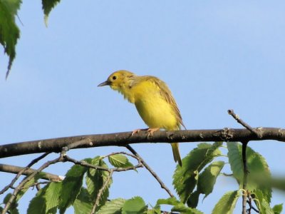 Yellow Warbler