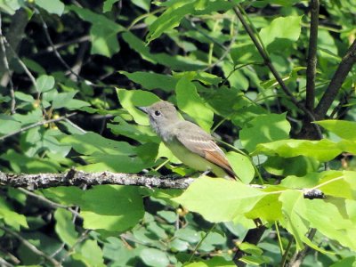 Great-crested Flycatcher