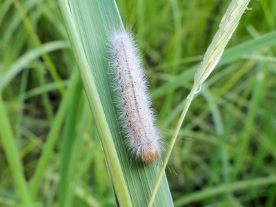 Caterpillar species