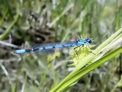 Boreal Bluet (<i>Enallagma boreale</i>)