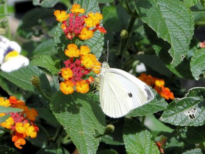 Cabbage White (Pieris rapae) on Lantana