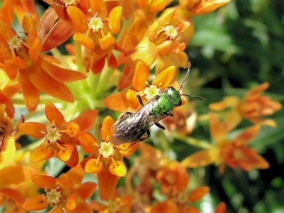 Sweat Bee on Butterfly Weed