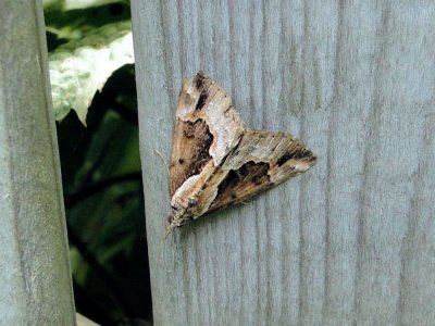 Baltimore Bomolocha Moth (Hypena baltimoralis) Hodges #8442