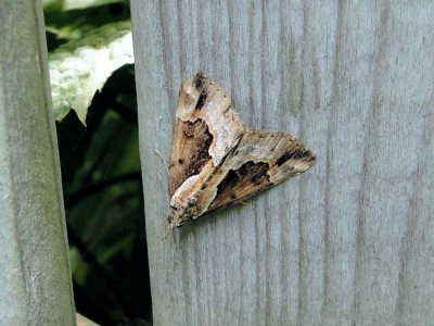 Baltimore Bomolocha Moth (Hypena baltimoralis)  Hodges #8442