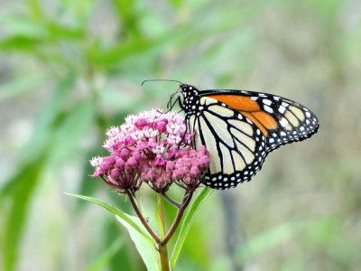 Monarch (Danaus plexippus)