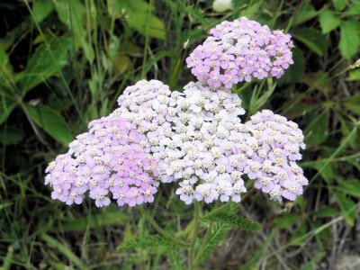 Yarrow (Achillea millefolium?)