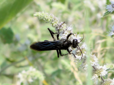 Great Black Digger Wasp (Sphex pennsylvanicus)
