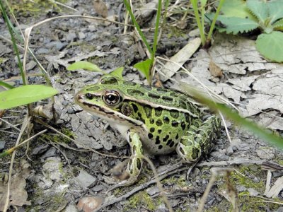 Northern Leopard Frog (Rana pipiens)