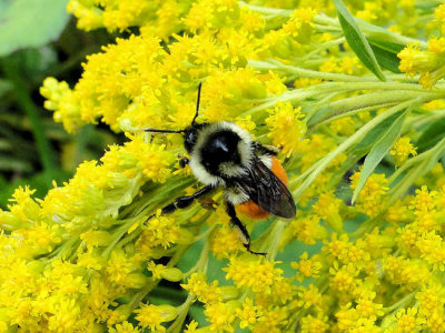 Tricolored Bumble Bee (Bombus ternarius)