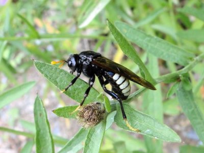 Elm Sawfly (Cimbex americana)