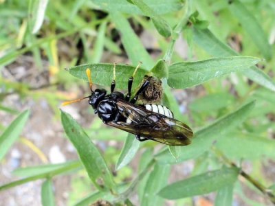 Elm Sawfly (Cimbex americana)
