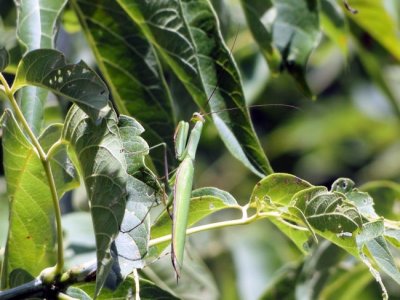 Praying Mantis (Mantis religiosa)