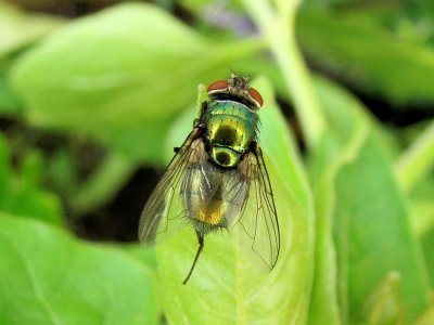 Blow Fly (Lucilia sp.)