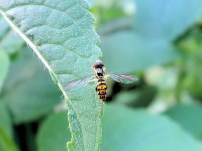 Hover fly (Toxomerus geminatus)