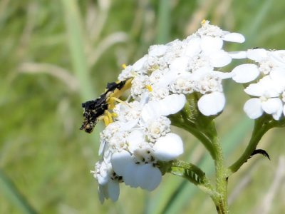 Ambush Bug on Yarrow