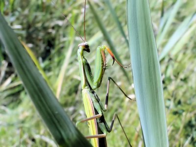 Praying Mantis (Mantis religiosa)