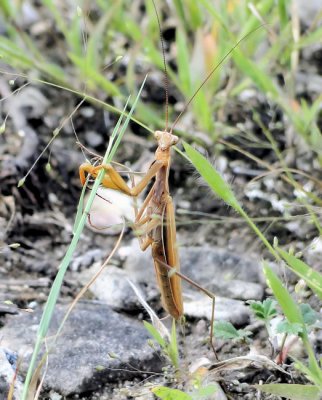 Praying Mantis (Mantis religiosa)