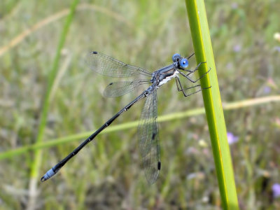 Spotted Spreadwing (Lestes congener)