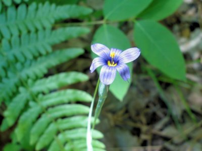 Blue-eyed grass (Sisyrinchium montanum)