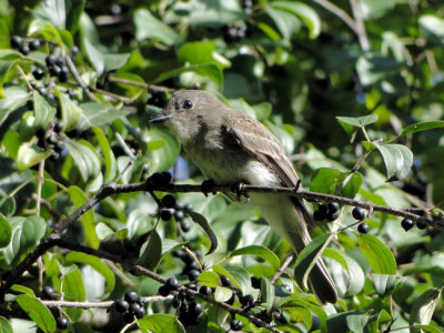 Eastern Phoebe (juvenile)