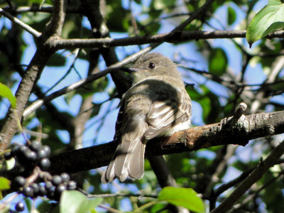 Eastern Phoebe (juvenile)