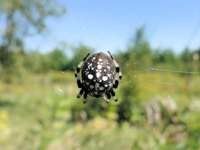 Shamrock Orbweaver (Araneus trifolium)