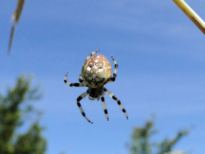 Shamrock Orbweaver (Araneus trifolium)