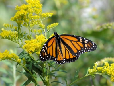 Monarch (Danaus plexippus)