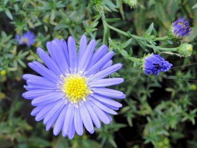 Asters