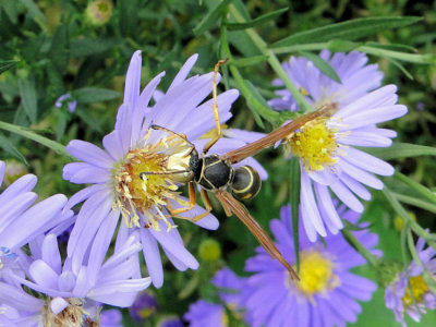 Wasp  (Polistes fuscatus) on Aster