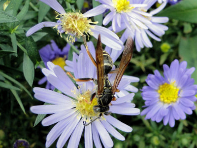 Wasp (Polistes fuscatus) on Aster