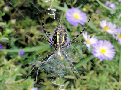 Banded Argiope