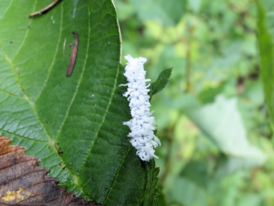 Butternut Woolyworm (Sawfly larva)