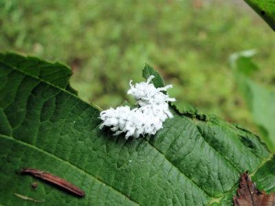 Butternut Woolyworm (Sawfly larva)