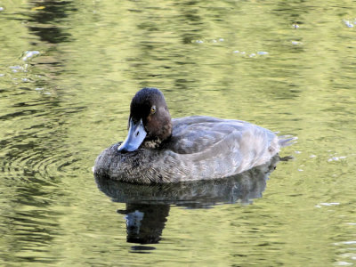 Redhead (Aythya americana)