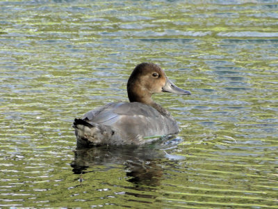 Redhead (Aythya americana)