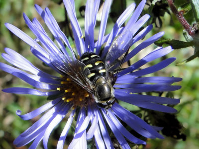Hover fly (Eupeodes) on Aster