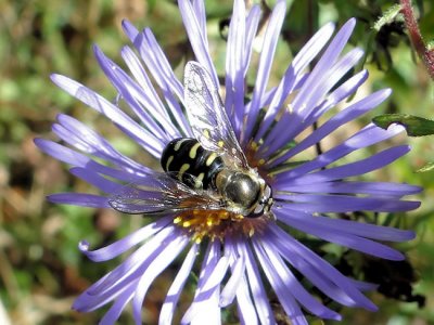 Hover fly (Eupeodes) on Aster
