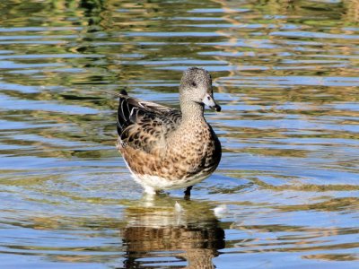 American Wigeon (Anas americana)