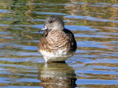 American Wigeon (Anas americana)