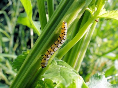 Parsnip webworm caterpillar (Depressaria pastinacella)
