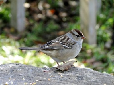 White-crowned Sparrow (Juvenile)
