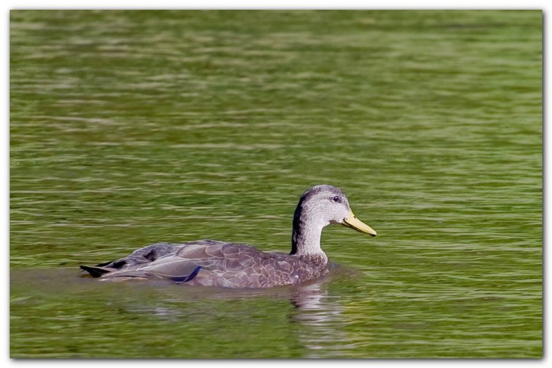 A Duck In Water